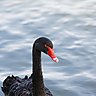 Black Swan [Christchurch]へのリンク