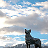 Collie Dog Statue [Tekapo]