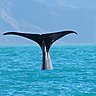 Sperm Whale [Kaikoura]へのリンク