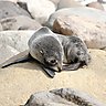 Seal pup [New Plymouth]へのリンク