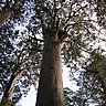 Kauri Tree [Puketi forest]へのリンク